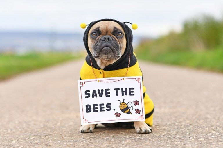 Backyard Farming Supply wants to help save the bees