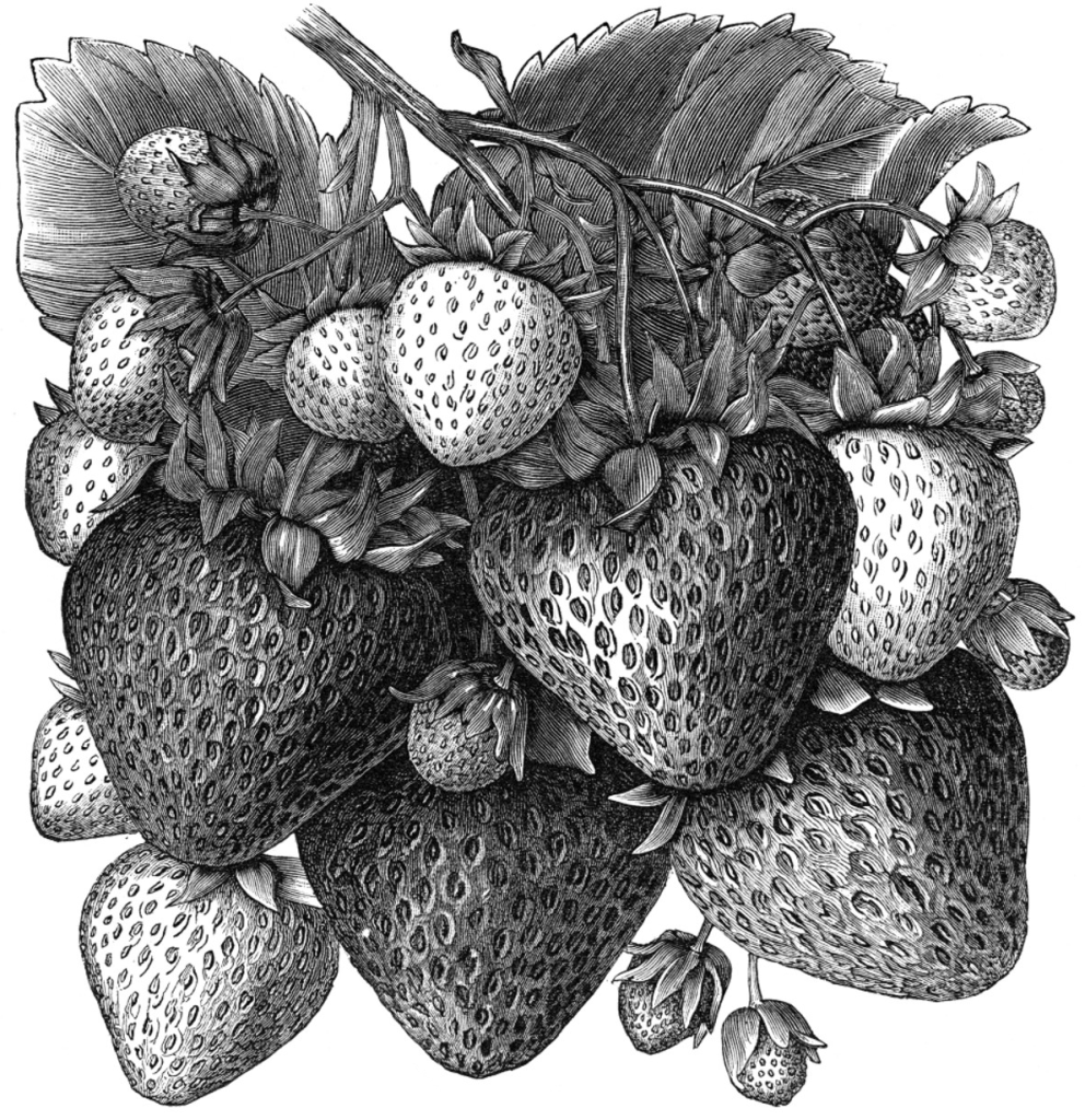 pur-n-white-origins-of-the-rarest-strawberry-delicacy