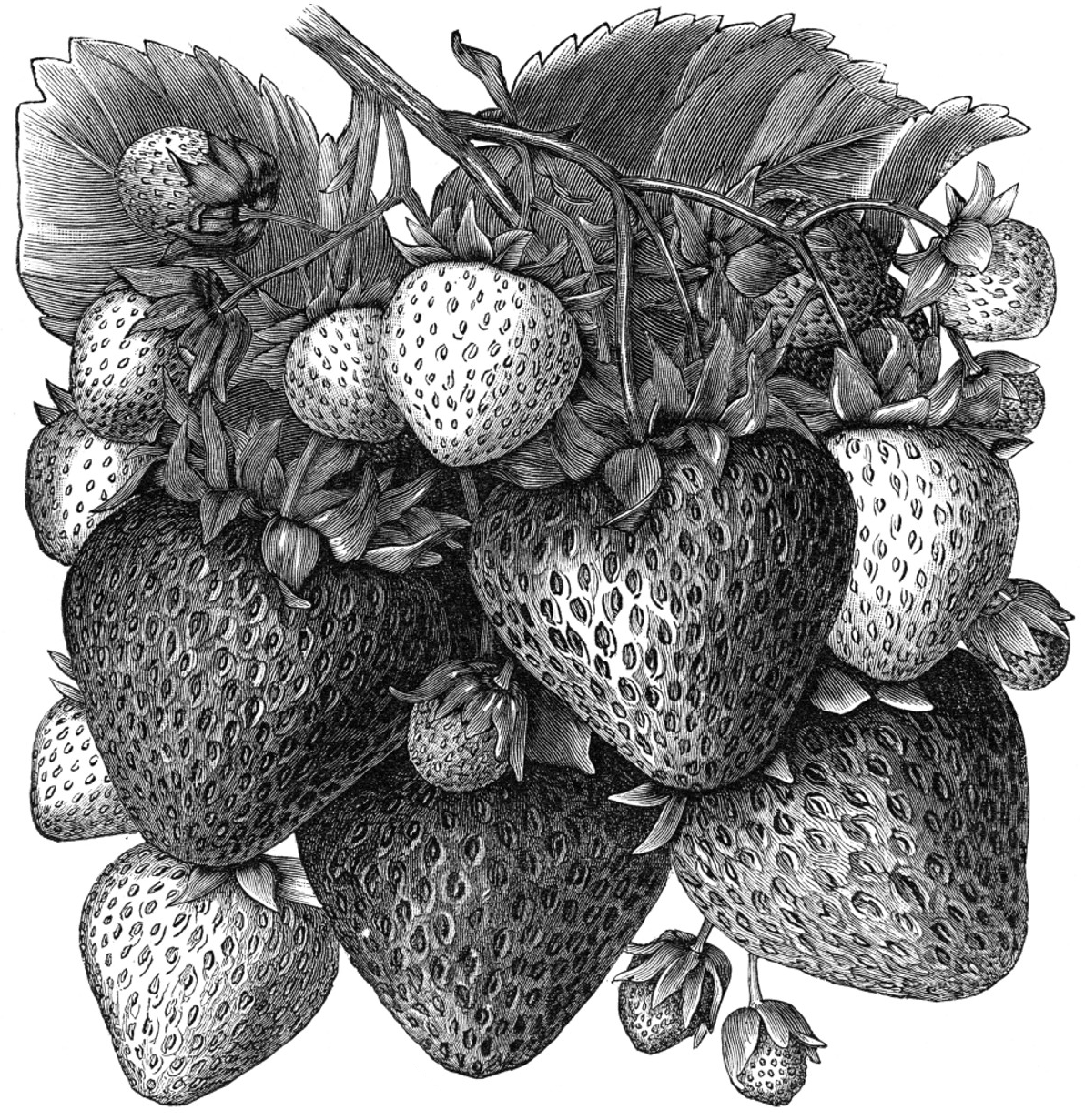 strawberries woodcut illustration